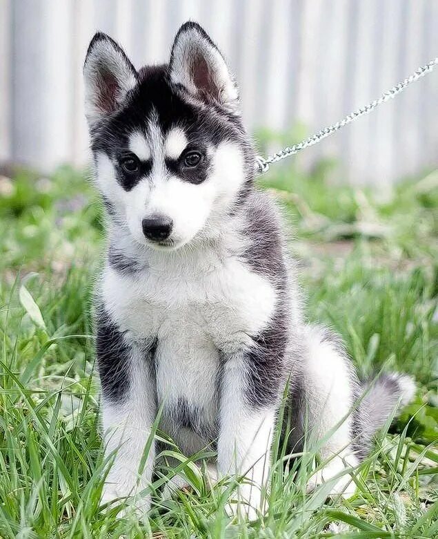 Хаски девочка. Фото страшной собаки хаски. Сибирская хаски девочка. Сибирская хаски девочка. Собаки хаски девочки.