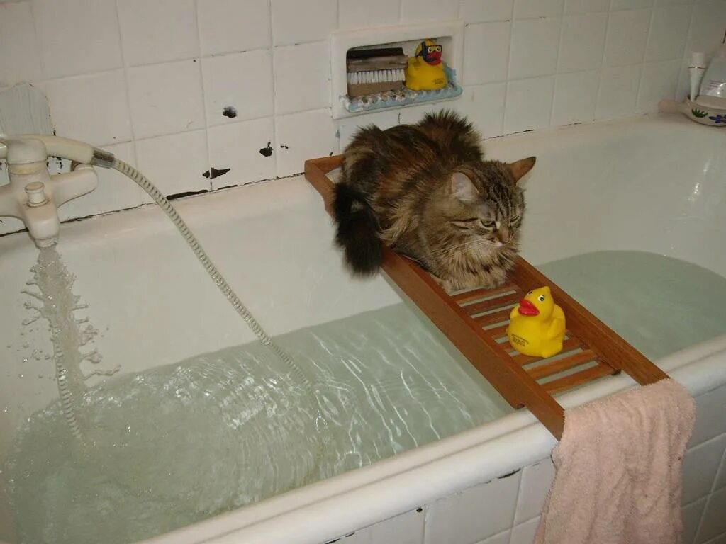 Как мыть кота в ванной