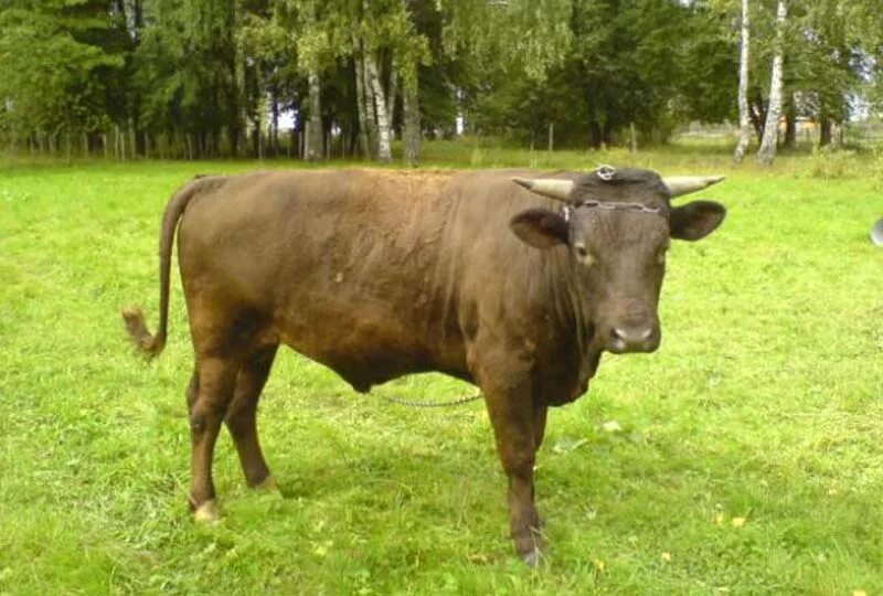 Швицкая порода коров. Бик 31 продам. Швицкая порода коров. Бык осеменитель порода. Бык.