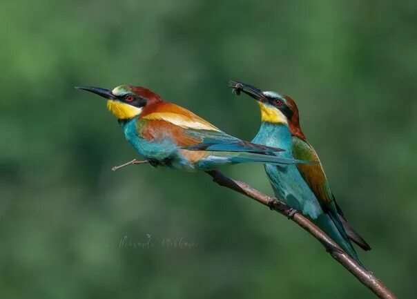 Золотистая щурка (Merops apiaster) Золотистая щурка или пчелоедка это одна из