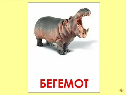 Слово бегемот