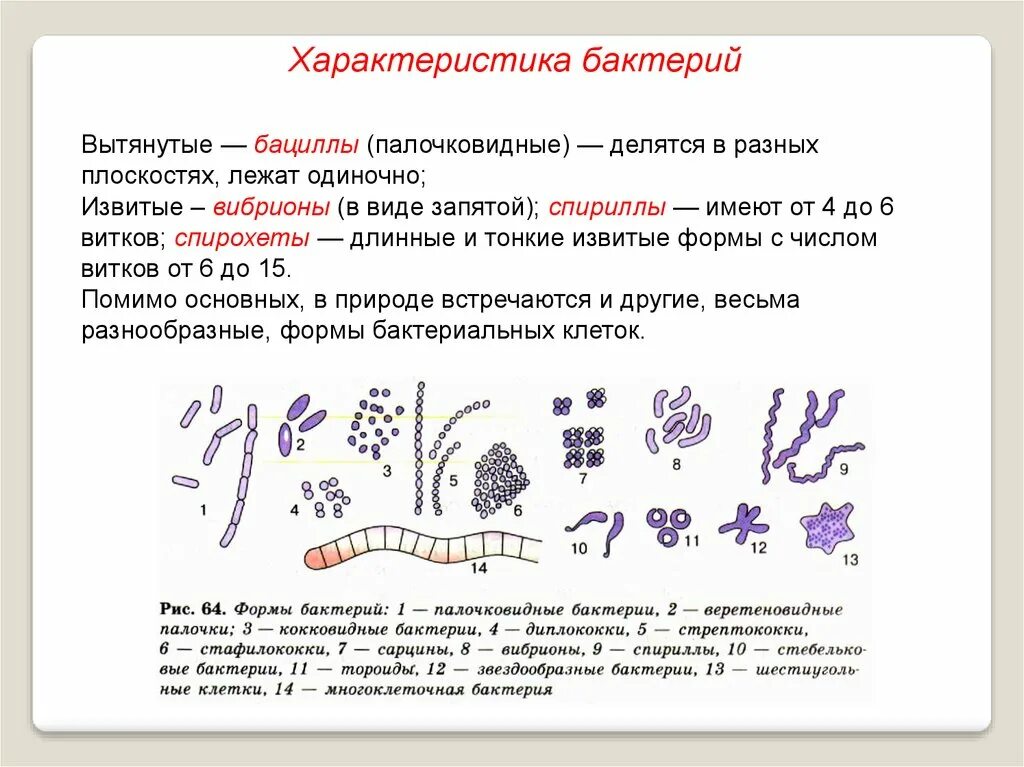 Общая характеристика бактерий. Особенности строения клетки бактерии. Характеристика бактерий 5 класс биология. Охарактеризовать бактерию. Характеристика микроорганизмов форма клеток.