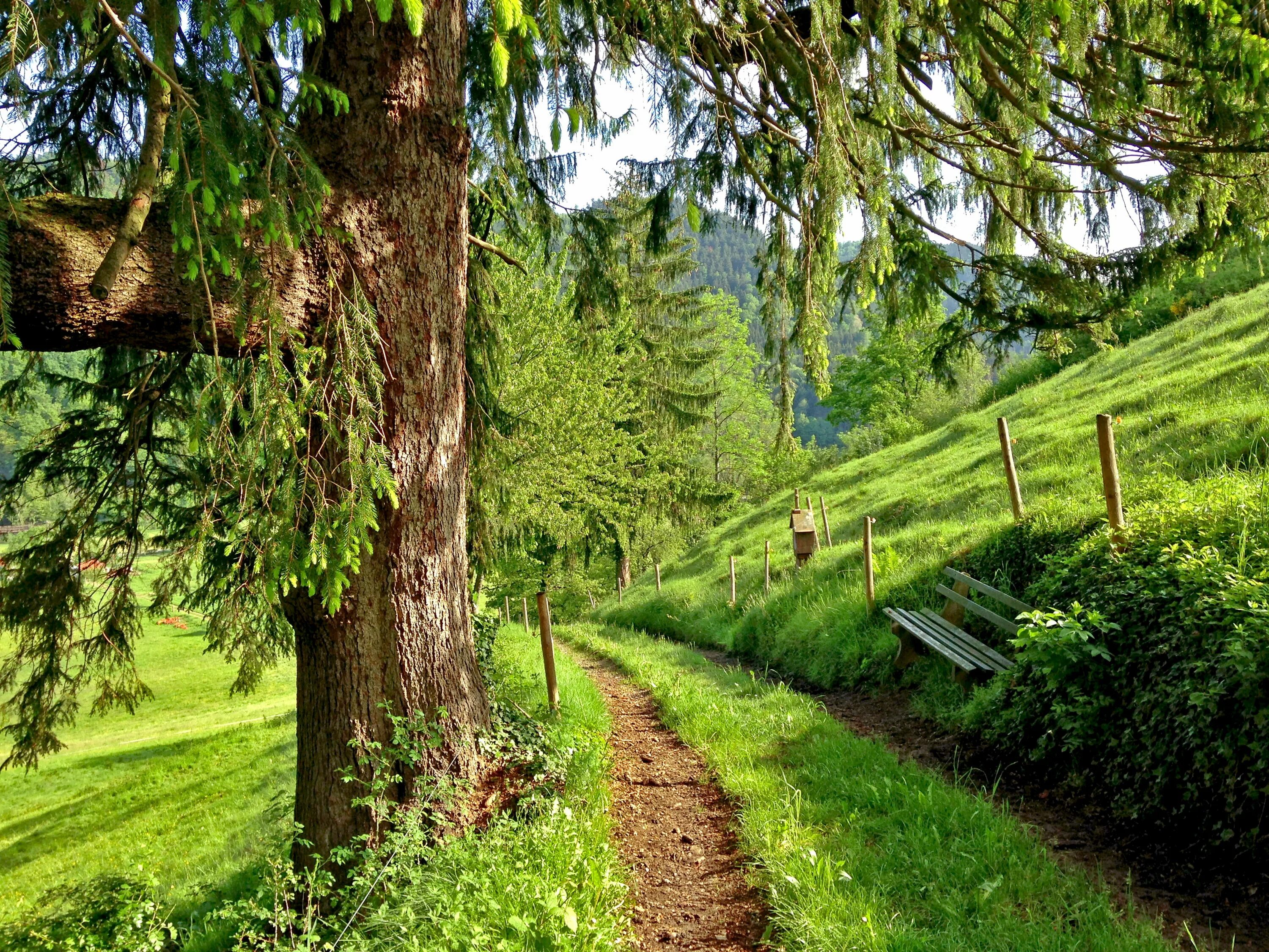 Path day