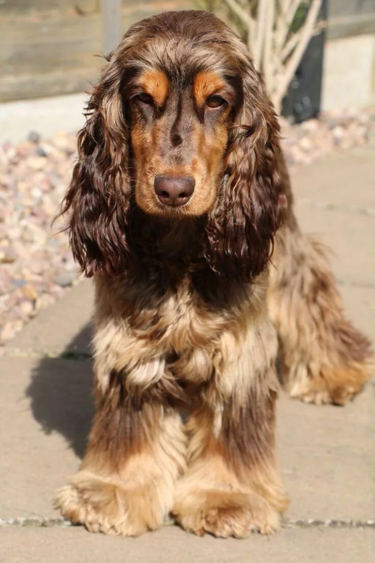 Brown and tan English cocker spaniel English cocker spaniel, Cocker spaniel pupp