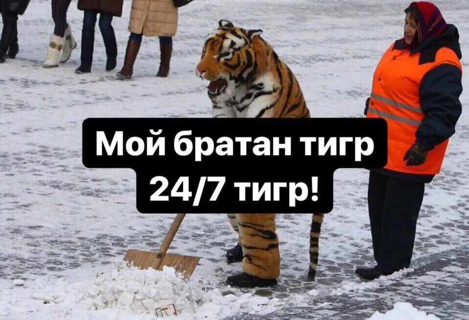 Мой брат тигр. Мой братан тигр мем. 24/7 тигр. L one тигр. Мой брат тигр.