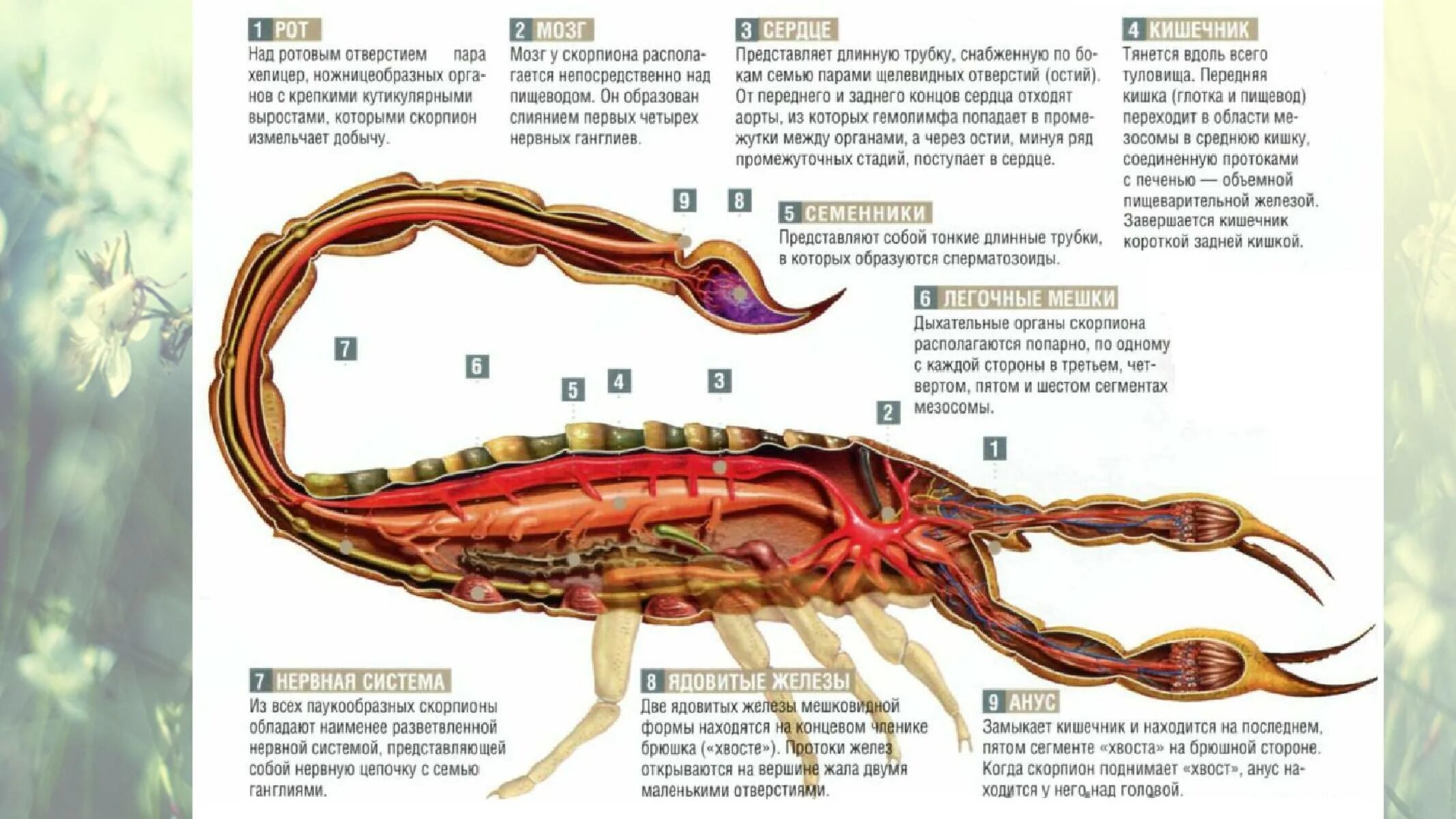 Сколько ног у скорпиона. Артериальный боталлов проток. Сколько оап у скорпиона. Сколько оап у скорпиона. Гемодинамика при открытом боталловом протоке.
