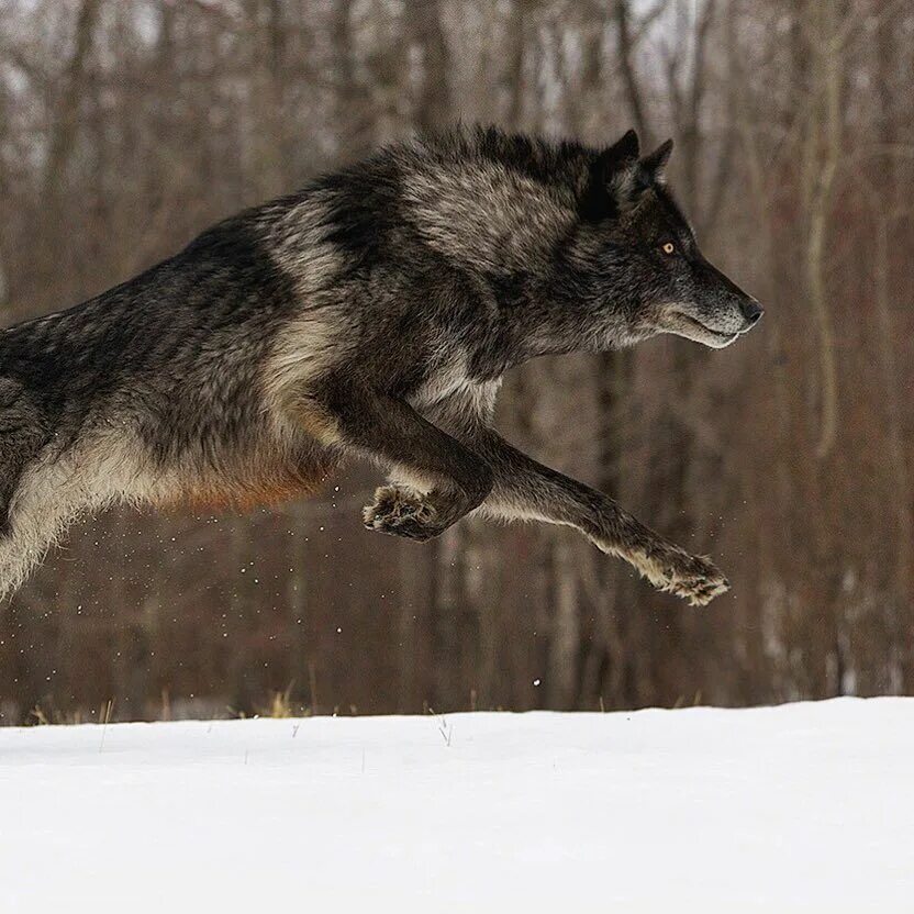 Таёжный волк. Волк в прыжке. Черный волк. DJHR D GHS;RT.