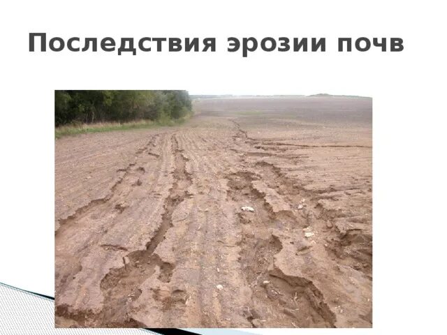 Проблема эрозии. Эрозия почвы. последствия эрозии почв. последствия водной и ветровой эрозии. последствия водной эрозии почв.