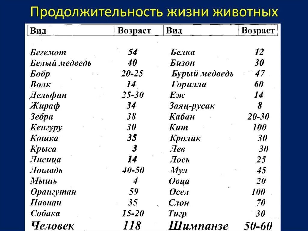 Продолжительность жизни животных окружающий мир таблица. Продолжительность жизни разных животных таблица. Продолжительность жизни животных 1 класс таблица. Продолжительность жизни животных окружающий 1 класс таблица.