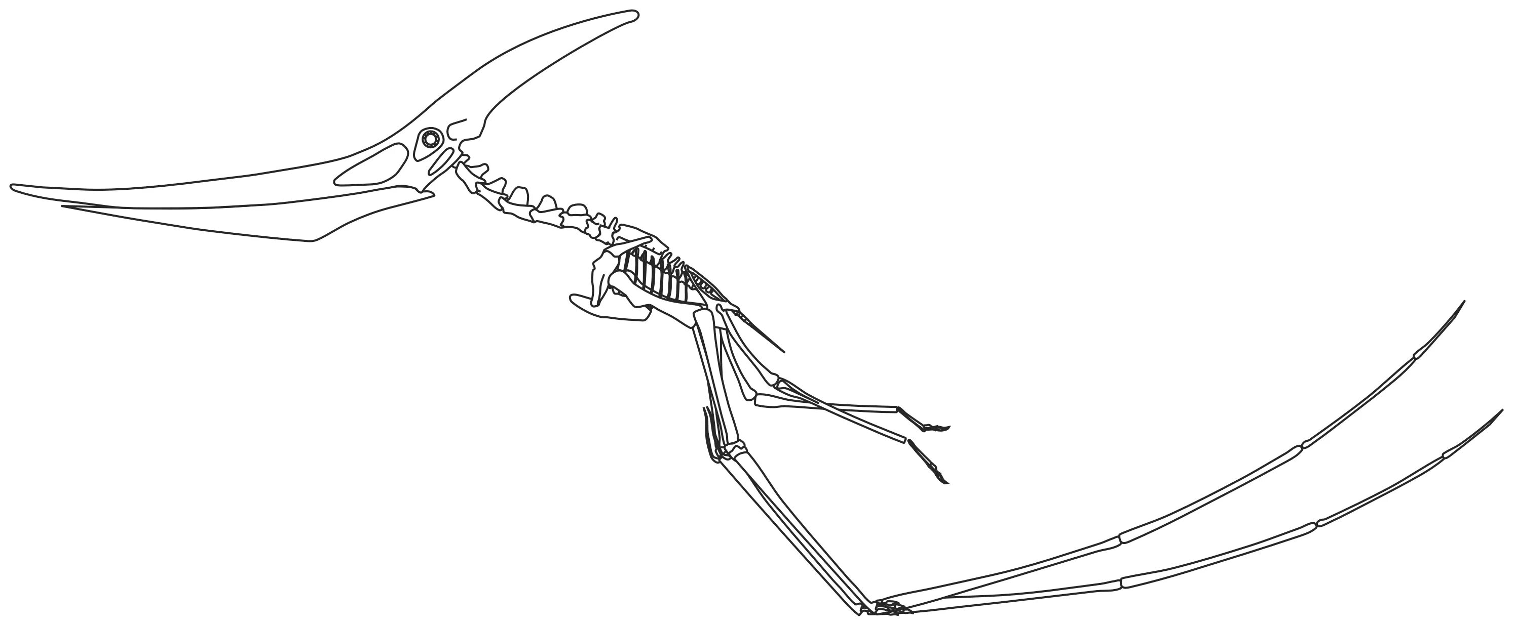 Птерозавры рамфоринхи. Скелет Птерозавра. Птеранодон скелет. Скелет птеродактиля. Летающий скелет