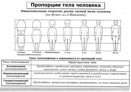 Типы телосложения у детей