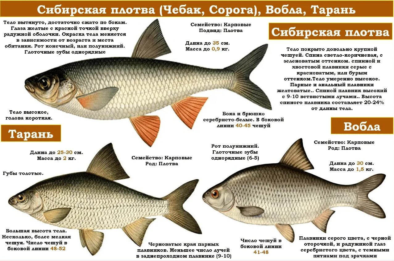 Есть ли на как она называется