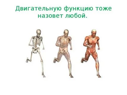 Эволюция опорно двигательной системы