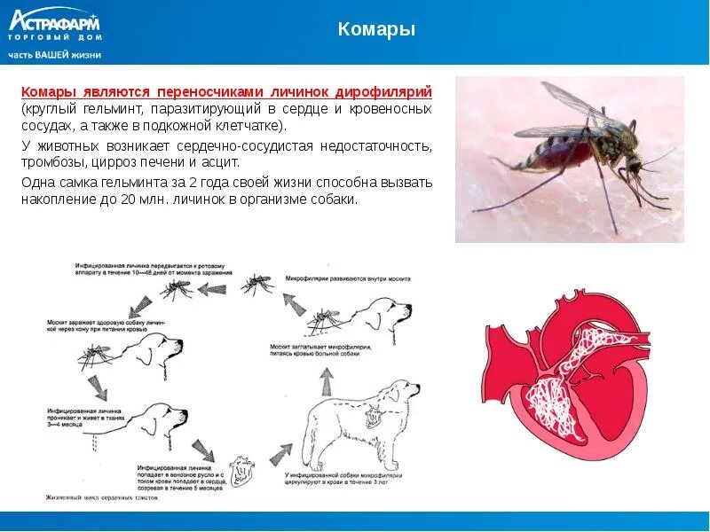 Можно ли считать комара промежуточным хозяином. Комары - переносчики личинок:. Заболевания переносимые комарами. Комары являются переносчиками. Комары переносчики гельминтов.