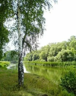 Белый березка река