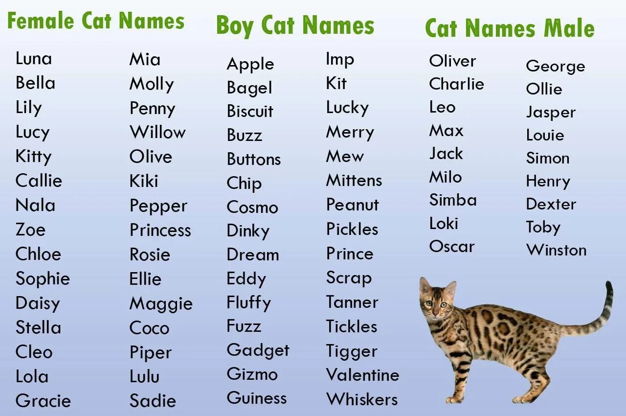 Имена для кошек. Имена для котов мальчиков. Кошачьи имена для мальчиков. Красивые имена для котят.
