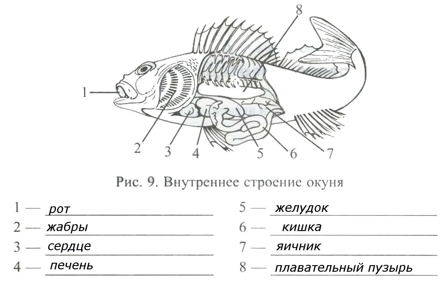 Внутренне строение речного окуня. Внутреннее строение окуня биология 7 класс. Внешнее и внутреннее строение рыбы 7 класс биология. Внутреннее строение окуня биология 7 класс рисунок. Контрольная по теме рыбы 7 класс