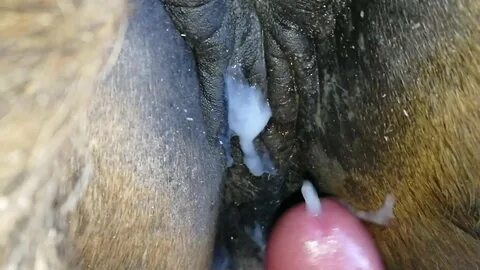 Zoo Porn Men Horse.