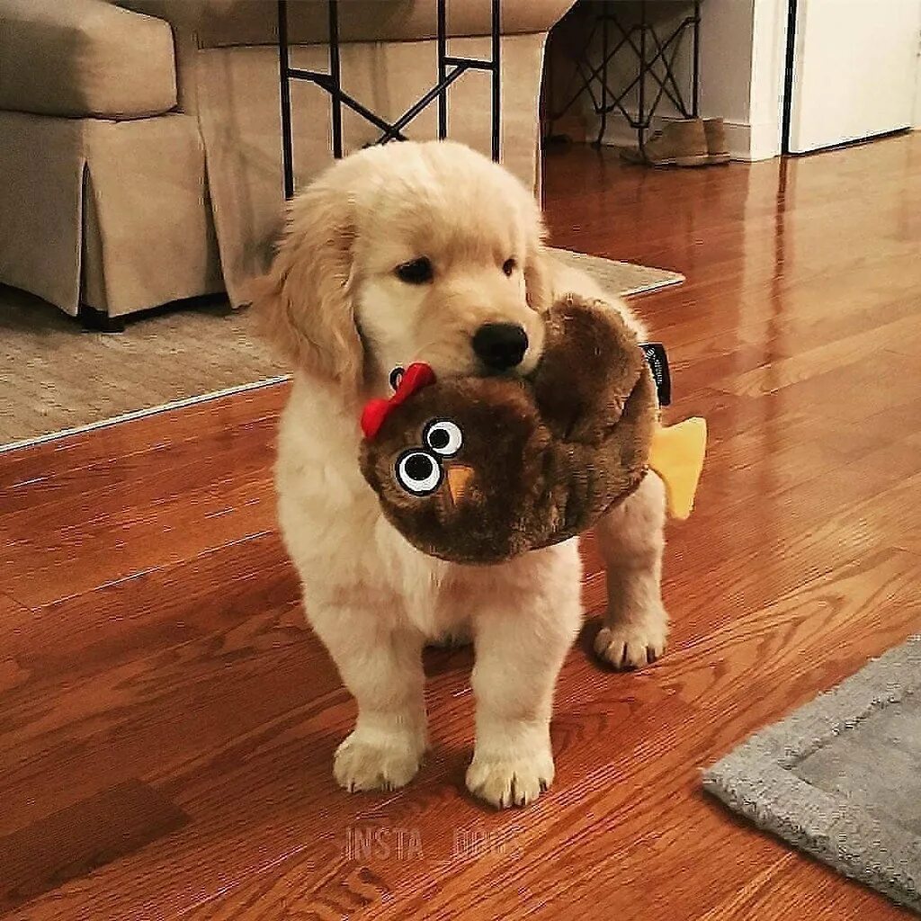 боевой тибетский мастиф. гигантские породы собак. включи большой собак. собачка золотистый ретривер. карликовый мастиф.