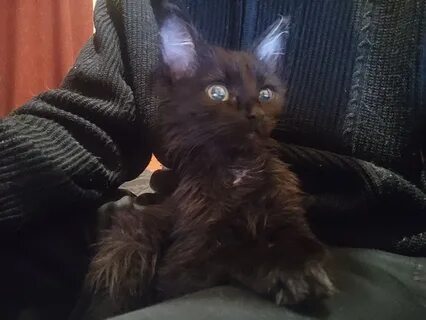 Котенок в добрые руки в гатчине