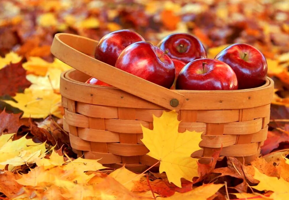 Картинки на тему осень. Подарки осени. Осенний урожай. Осень яблоки. 2 сентября осень