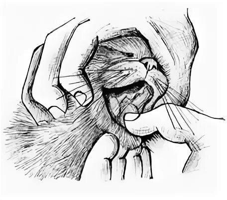 Гортань кошки. Исследование ротовой полости у кошки. Осмотр ротовой полости у кошек.