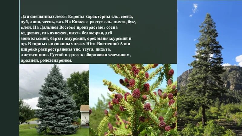 Ель хвойное дуб. Аянская ель дальнего Востока. Ель Аянская (Picea jezoensis). Ель Аянская Сахалин. Аянская ель Камчатка.