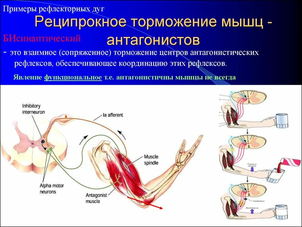 Реципрокное торможение физиология схема. Реципрокное торможение в ЦНС физиология. Механизм реципрокного торможения физиология. Схема реципрокного торможения в нервных центрах. Сила рефлекса