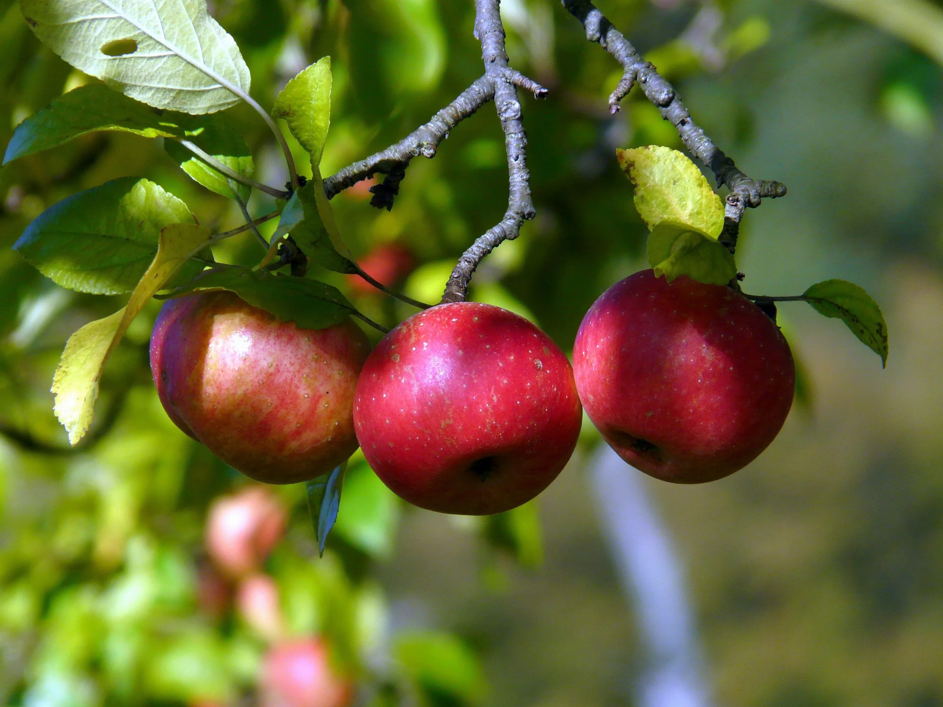 Редкие фруктовые деревья. Яблоня викор. Плодово-ягодные культуры. Плод яблони. Плодово ягодные деревья.