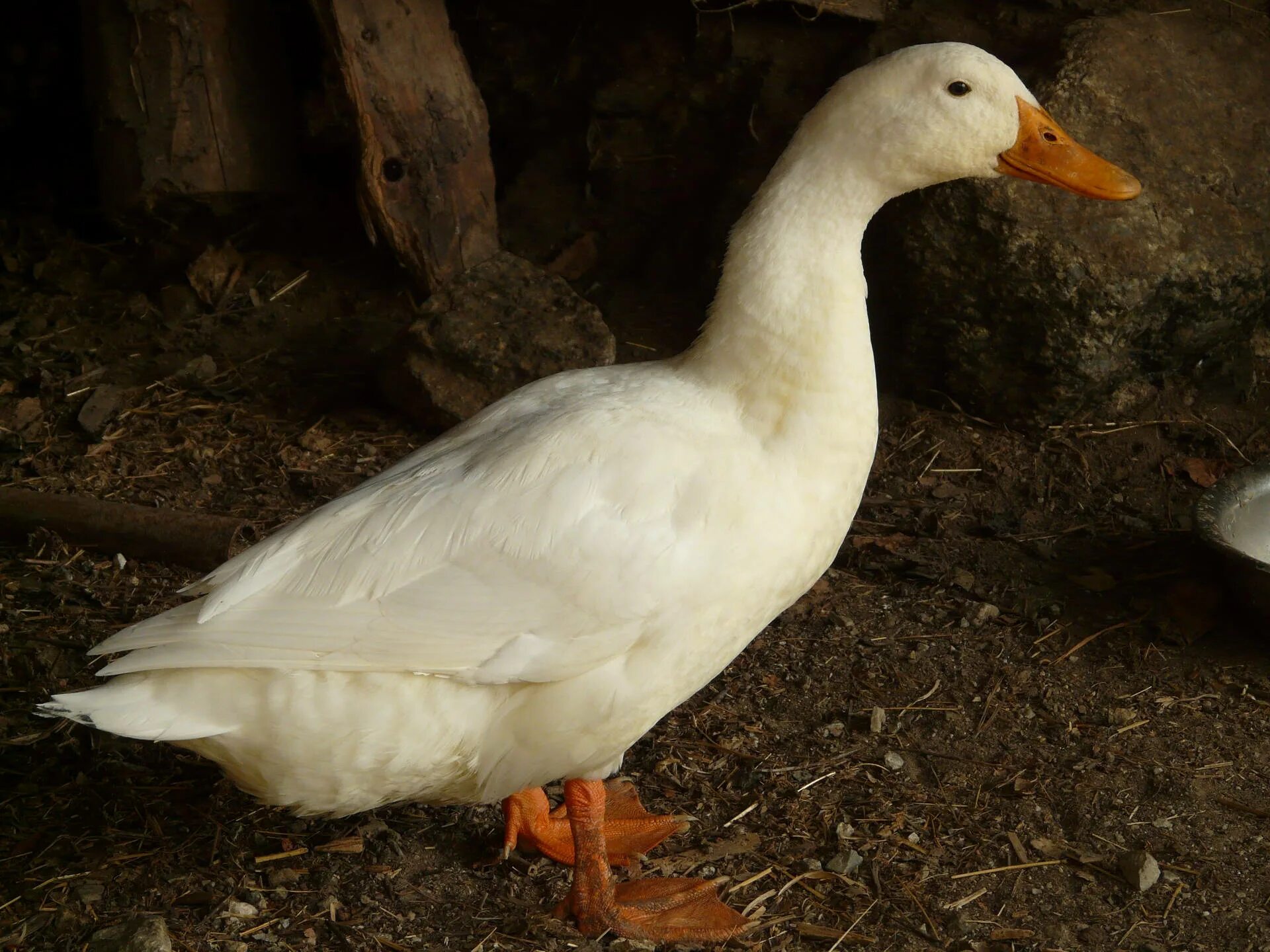 Duck source
