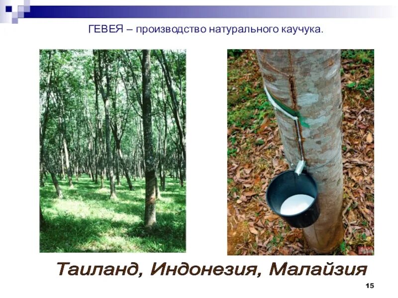 Каучуконос гевея индонезия. Гевея бразильская каучук. Каучук дерево. Плантация гевеи бразильской. Производством каучука славилась территория африка.