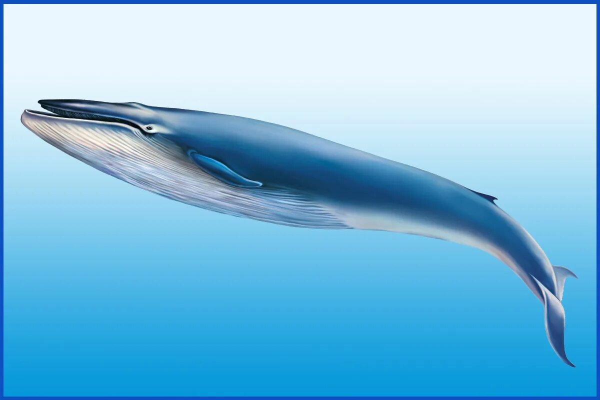 Какое млекопитающее самое крупное. Голубой кит Balaenoptera musculus. Синий кит (голубой кит). Синий кит блювал. Синий голубой кит блювал.