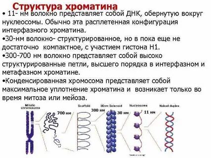 Хроматин анализ