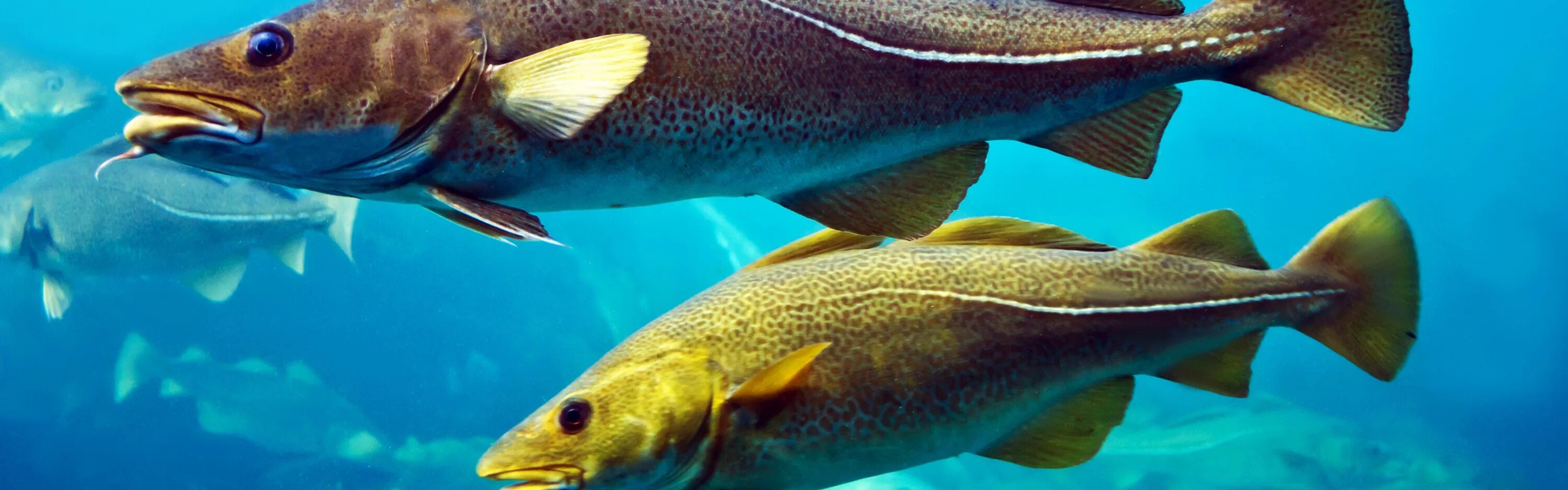 рыба на сковороде. судак sous-vide с соусом берси. судак рыба филе. сообщение о треске. камбала белобрюхая.