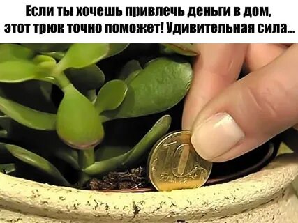 Какой цветок богатства