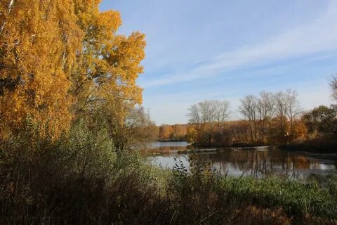 Роща рязань