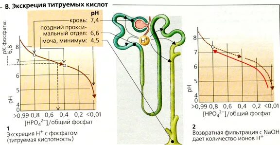 Экскреция что это. Титруемая кислотность мочи норма. Титруемая кислотность мочи. Титрационная кислотность в моче. Титруемая кислотность в моче.