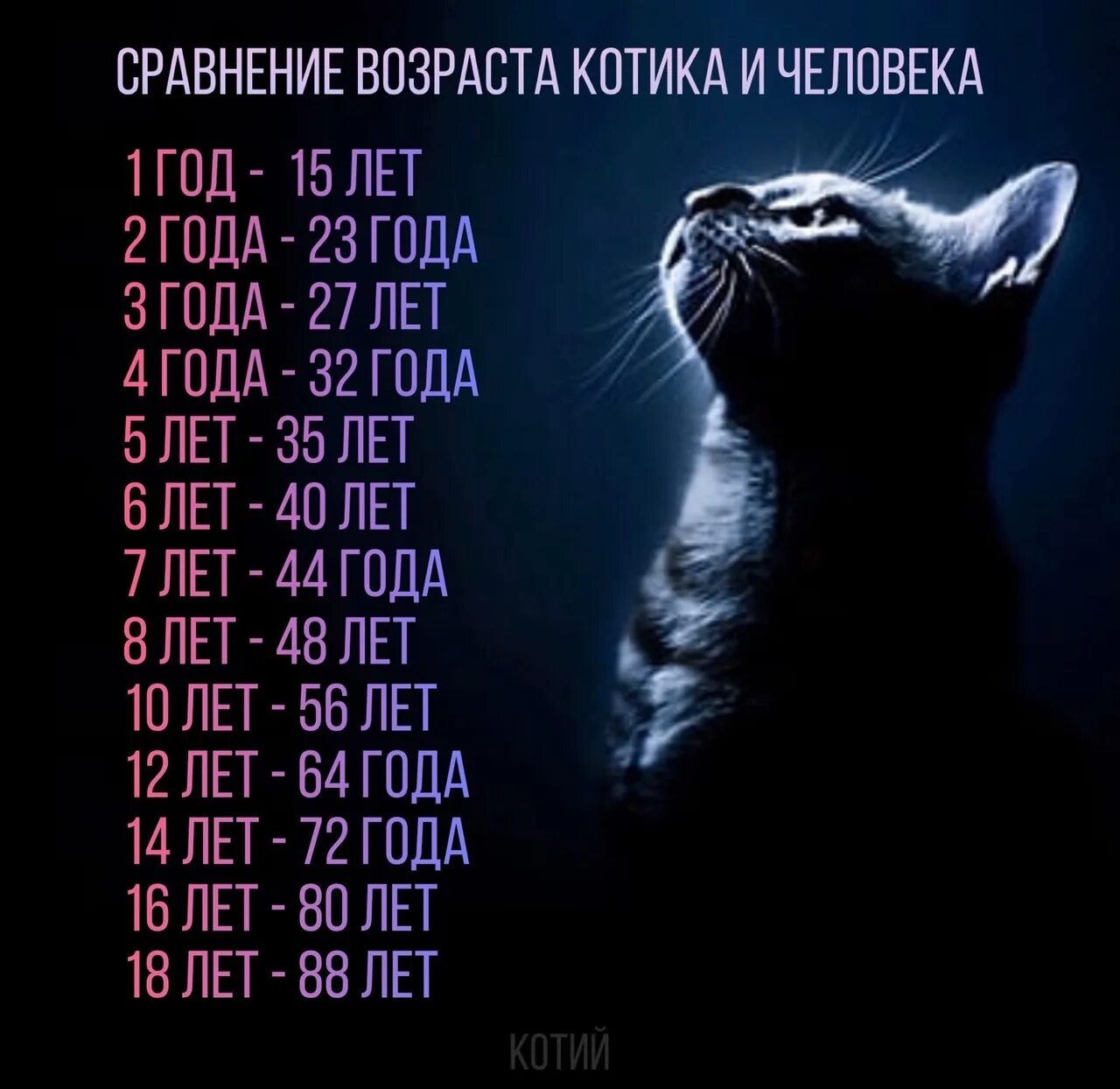Сколько лет коту. Года кошек по человеческим меркам. Кошачьи года. Кошачьи года на человеческие. 5 лет коту сколько человеческих