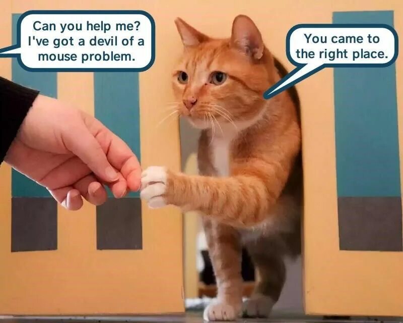 New got problems. I got problems. I can has Cheezburger. Cat meme you have a Mice problem. Cat is in problem.