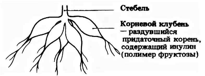 Корневая система луковичных.