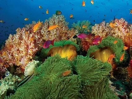 Коралловое море животные