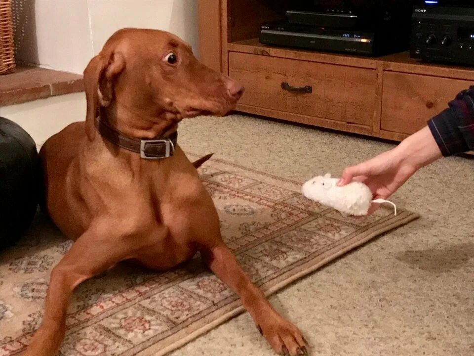 Смешные но. Юмор про собак. Мишель кан трум трум. Нарисовать неожиданно. Смешной зверек помогите.