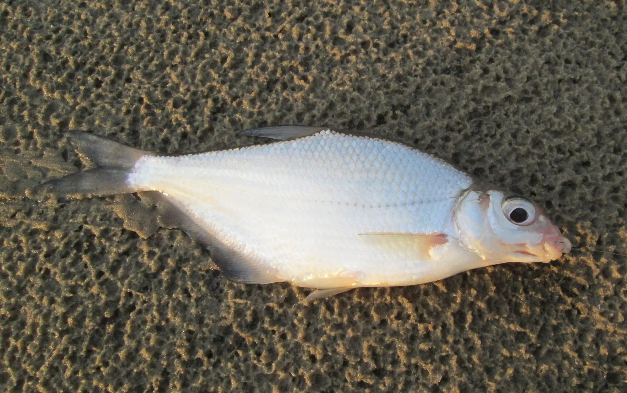 Сопа белоглазка. Лещ синец белоглазка. Белоглазка лещ густера. Сапа рыба. Рыбы: белоглазка (сопа).