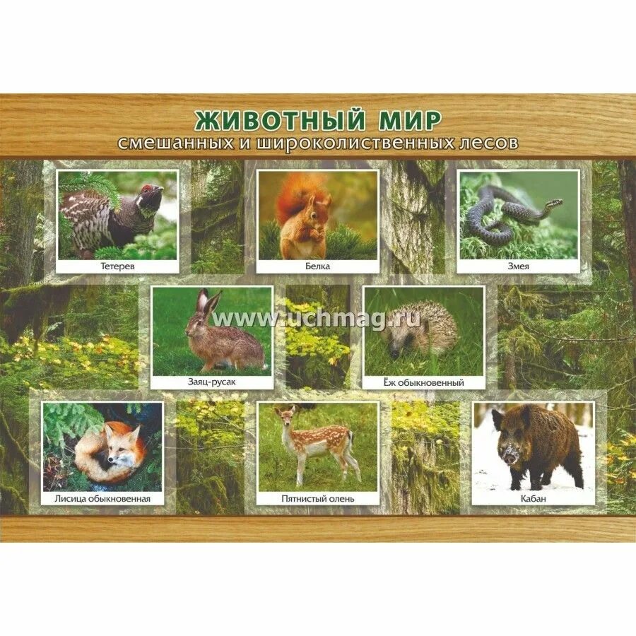 Смешанные и широколиственные растения и животные. Представители животного мира широколиственных лесов. Зона широколиственных лесов животные и растения. Растительный мир смешанных и широколиственных лесов в россии. Животный мир смешанных и широколиственных лесов.