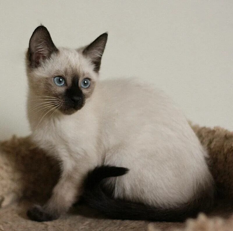 Сиамская кошка сил-Пойнт. Тайская кошка сил Пойнт. Тайский кот Силк Пойнт. Тайские котята сил Пойнт. Цвет сиамских кошек