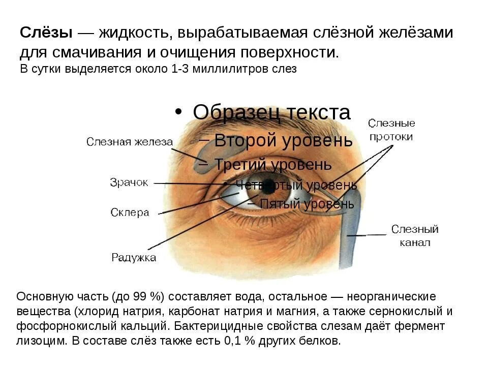 Состав слезной жидкости. Слезные железы человека. Слезная жидкость строение. Состав слезы. Секрет слезной железы