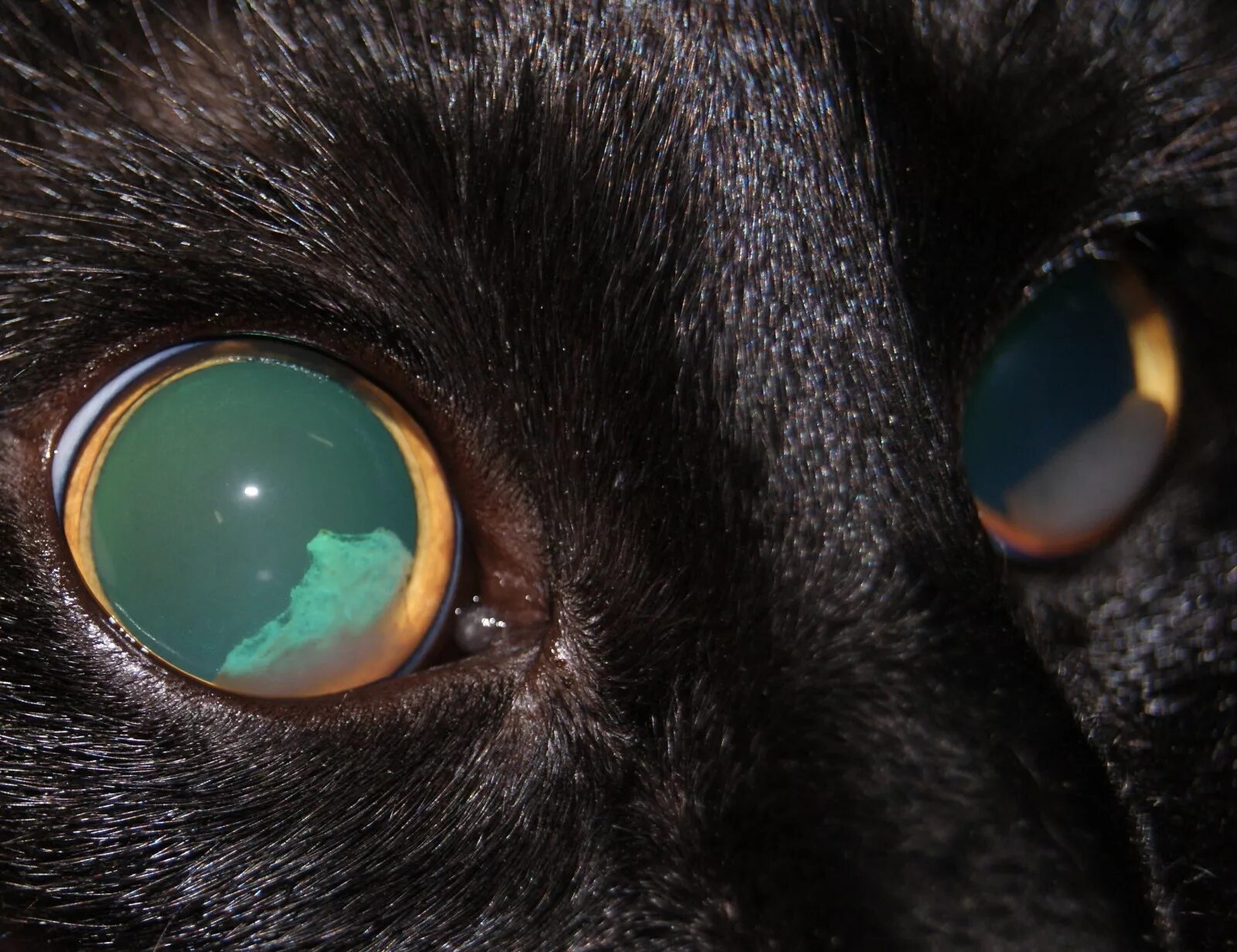 Желтыми как кошачьи глаза какое средство. Отслоение сетчатки у кота. Отслоение сетчатки глаза у кошки. Отслойка сетчатки глаза у кота. Отслоение сетчатки зрачки.