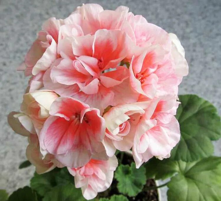 Герань пак салмон квин. Герань салмон квин. Pac salmon princess пеларгония. Пеларгония квин. Пеларгония королева ингрид.