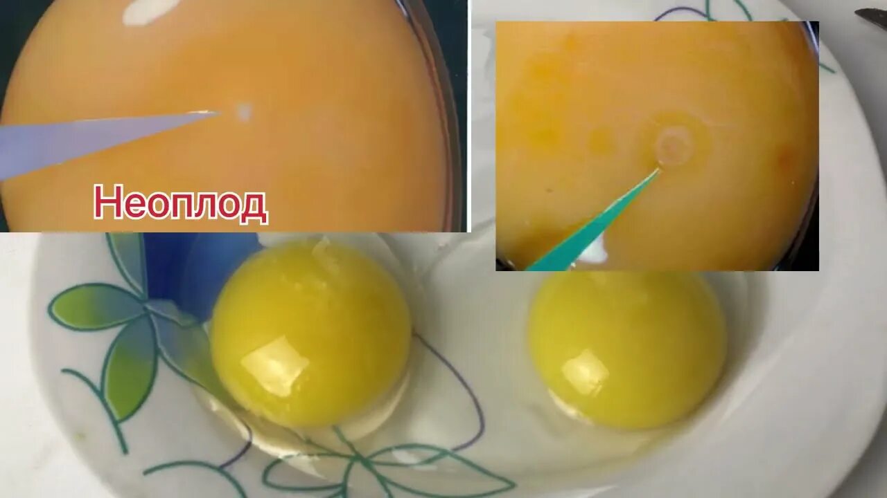 Оплодотворенное ли яйцо. Неоплодотворные яйцо овоскопирование. Как выглядит оплодотворенное яйцо. Яйцо оплодотворенное и неоплодотворенное.