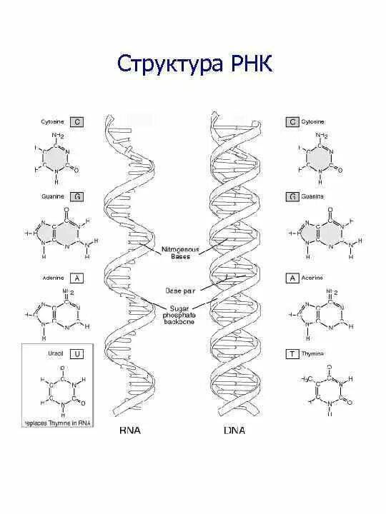 Строение структуры рнк. Структура молекулы рнк. схематическое строение рнк.